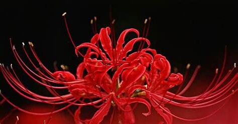 彼岸花 地獄花